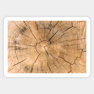 Wooden Tree Circle Texture - Alternative II Sticker